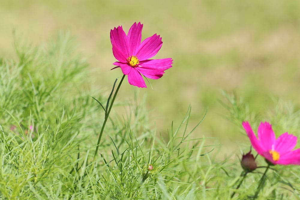 Schmuckkörbchen, Kosmee - Cosmos bipinnatus