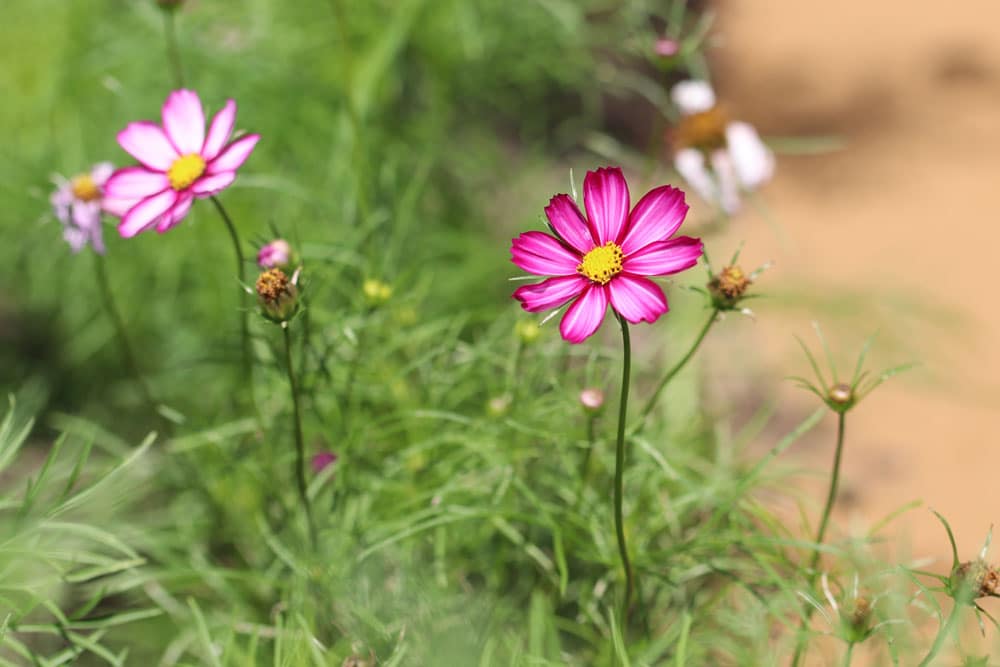 Schmuckkörbchen, Kosmee - Cosmos bipinnatus