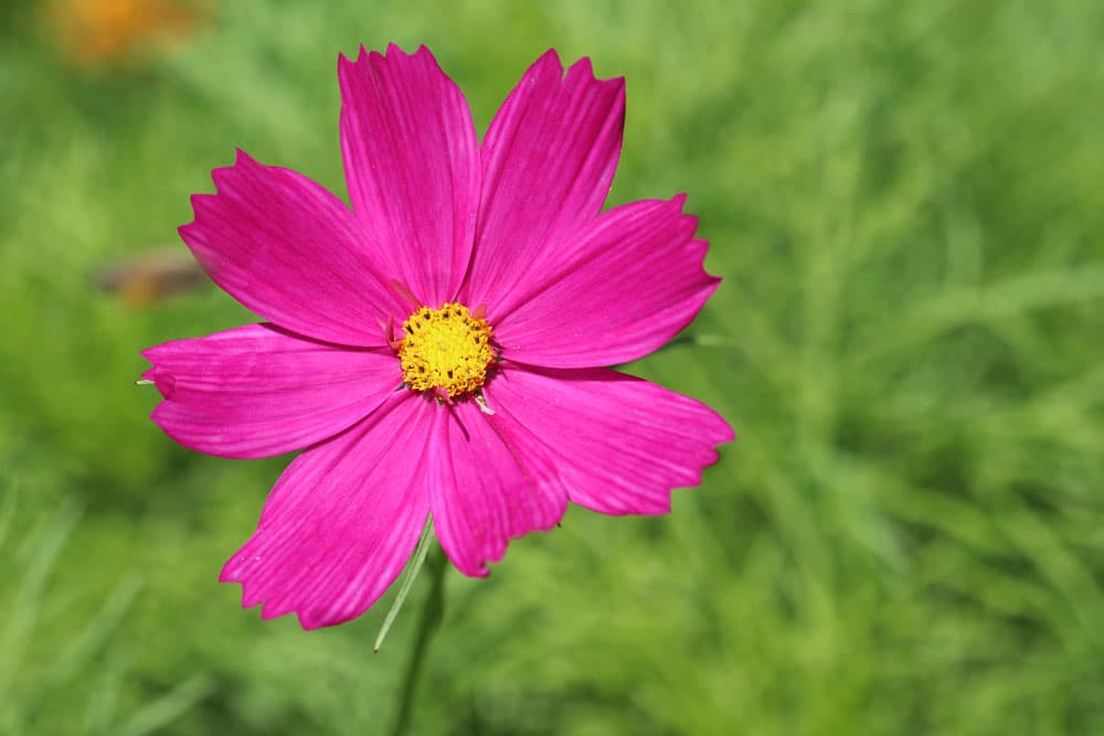 Schmuckkörbchen, Kosmee - Cosmos bipinnatus