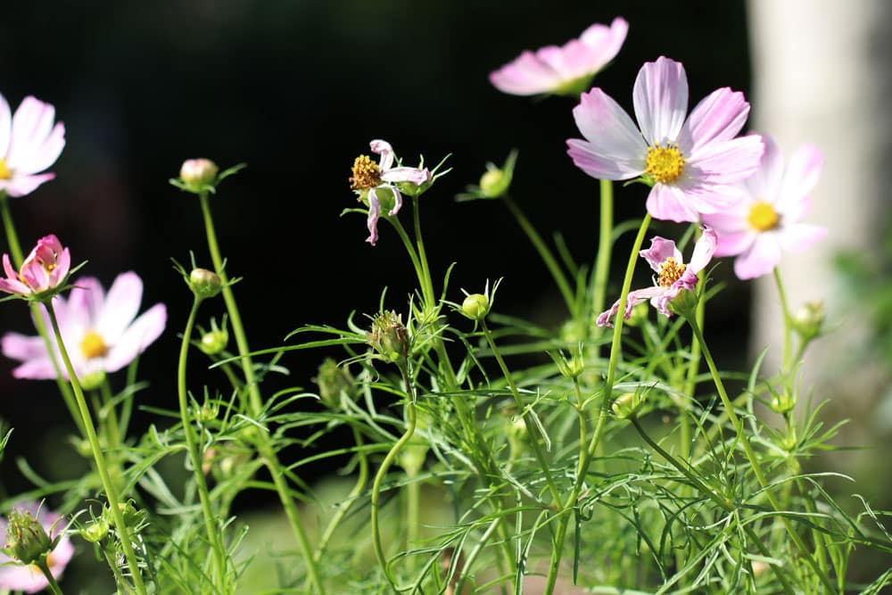 Schmuckkörbchen, Kosmee - Cosmos bipinnatus