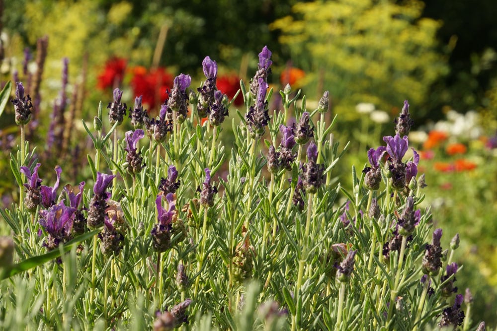 Schopflavendel - Lavandula stoechas