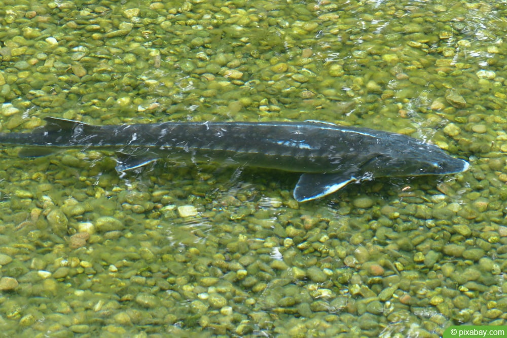 Sterlet im Gartenteich