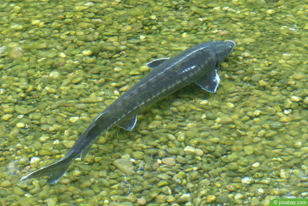 Goldfische im Teich halten Füttern, Krankheiten und Vermehrung