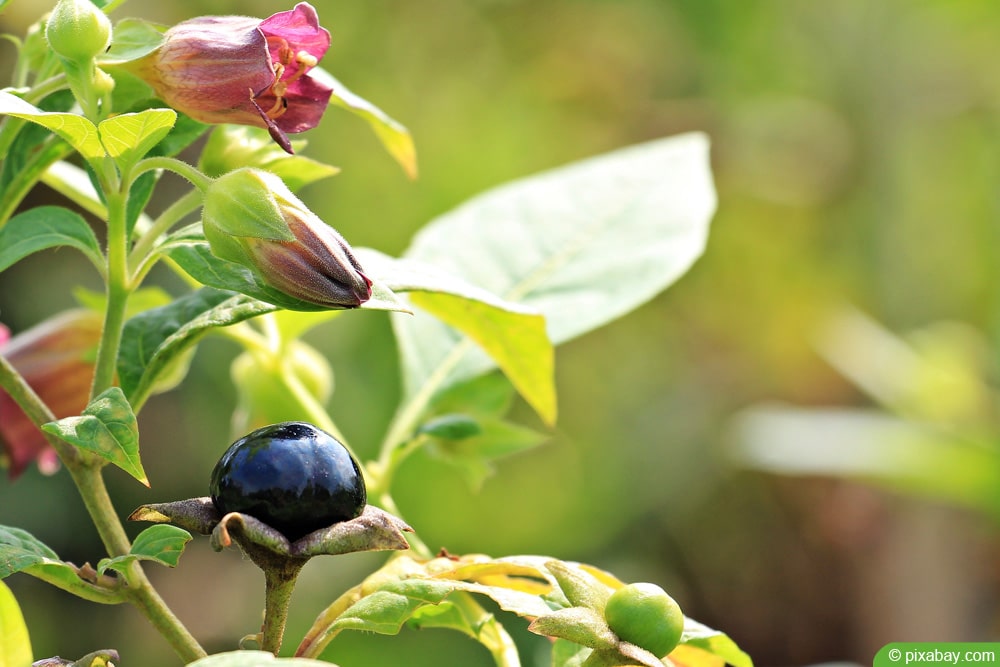 Tollkirsche - Atropa belladonna