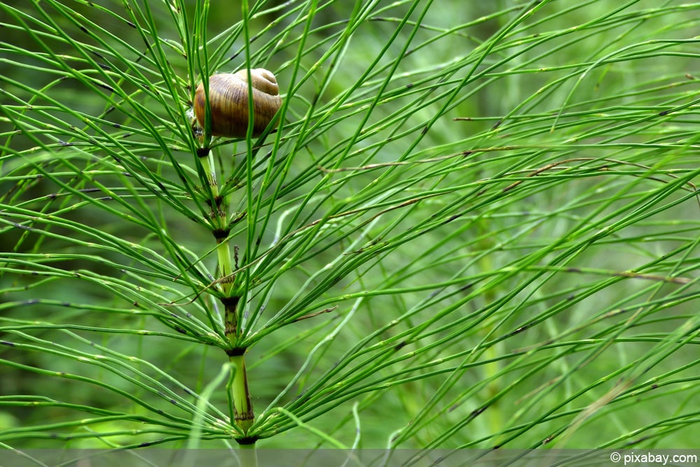 Acker-Schachtelhalm - Equisetum arvense