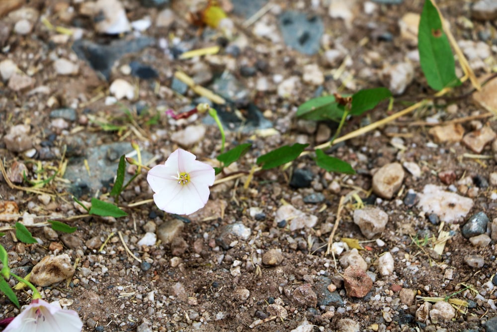 Ackerwinde - Convolvulus arvensis