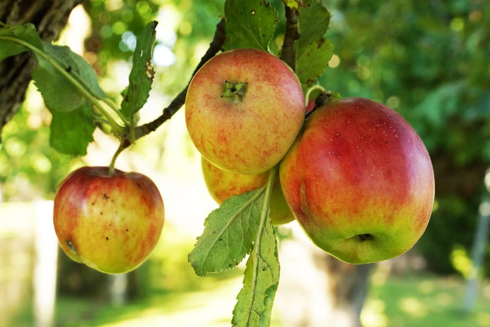 Wie schnell wächst ein Apfelbaum? | Infos zum Wachstum