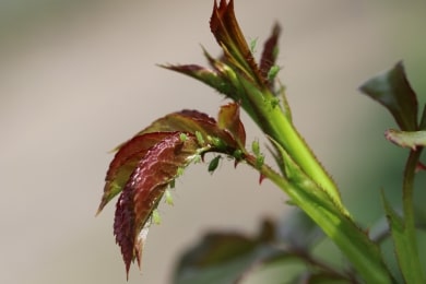 Läuse an Johannisbeeren bekämpfen 8 Hausmittel gegen Blattläuse