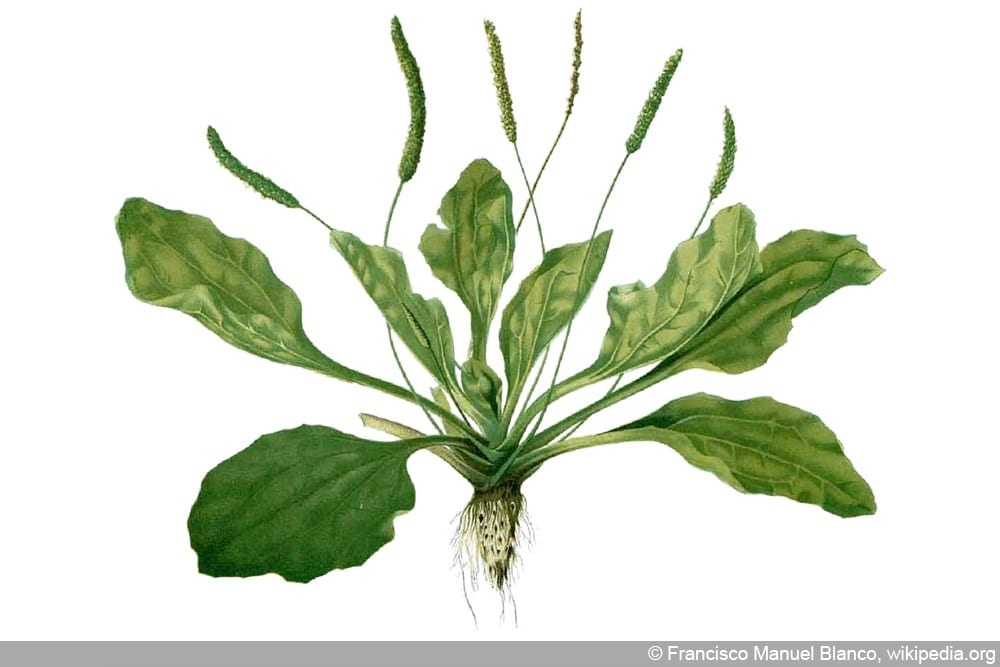 Breitwegerich - Plantago major