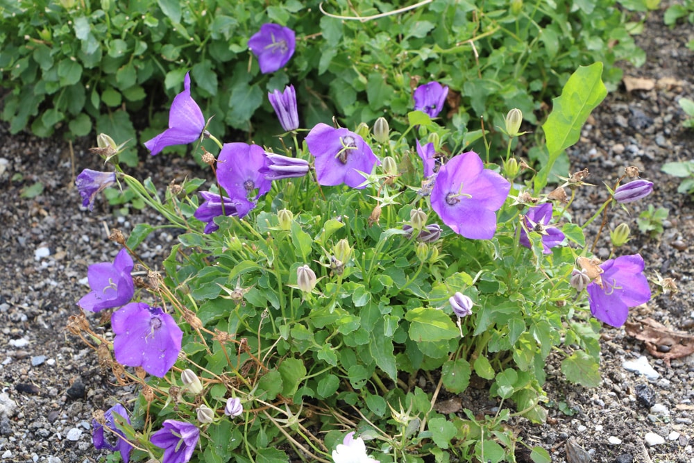 Karpatenglockenblume - Campanula carpatica