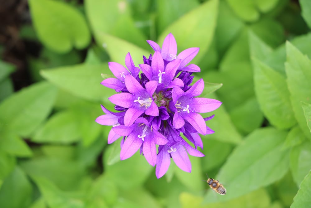 Knäuel Glockenblume - Campanula glomerata