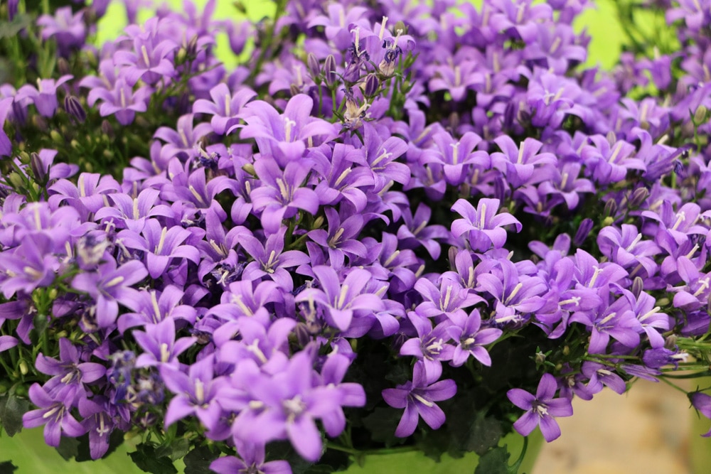 Dalmatiner Glockenblume - Campanula portenschlagiana