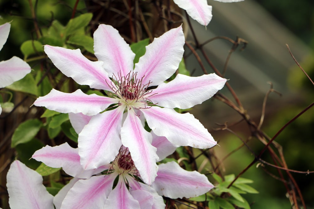 Clematis 'Nelly Moser'