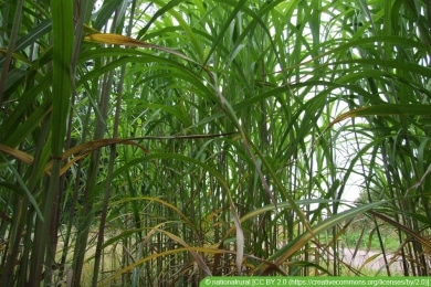 Elefantengras - Miscanthus x giganteus - Riesen-Chinaschilf