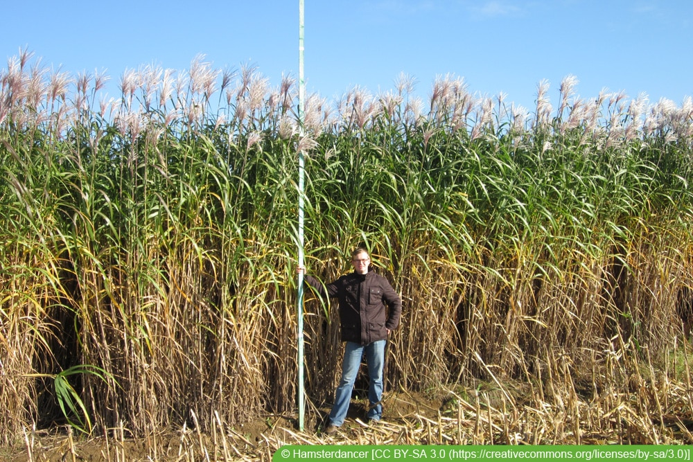 Elefantengras - Miscanthus x giganteus - Riesen-Chinaschilf