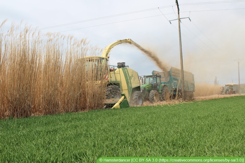 Elefantengras - Miscanthus x giganteus - Riesen-Chinaschilf - Ernte