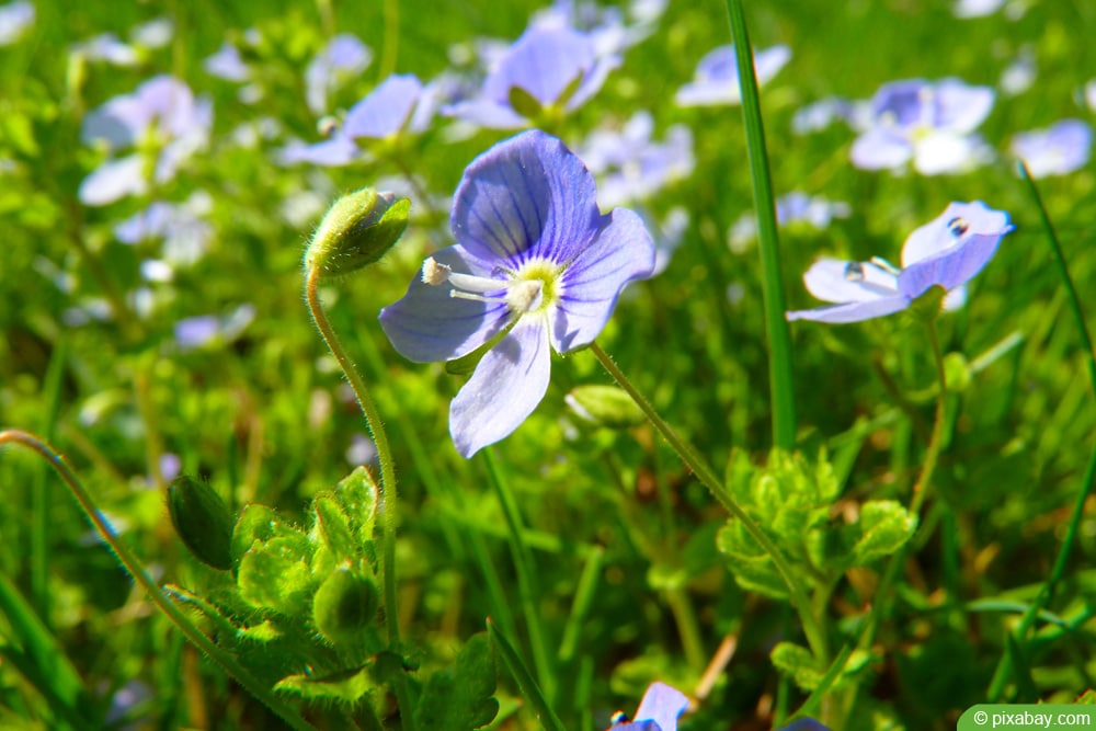 Faden-Ehrenpreis - Veronica filiformis