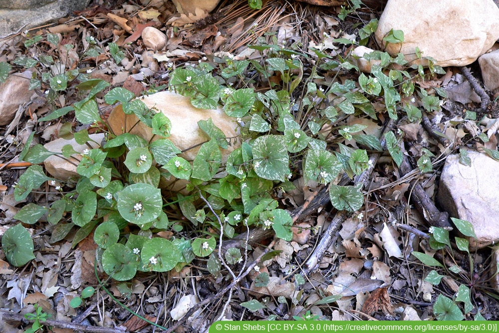 Gewöhnliches Tellerkraut - Claytonia perfoliata