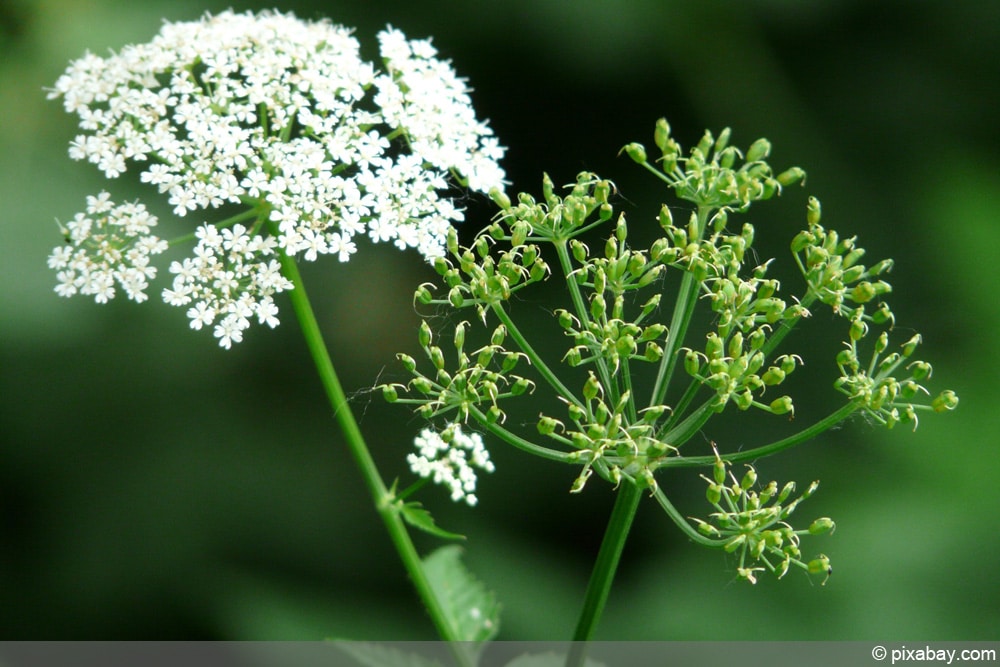 Giersch - Aegopodium podagraria