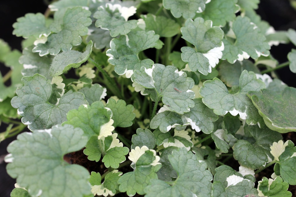 Gundermann - Glechoma hederacea