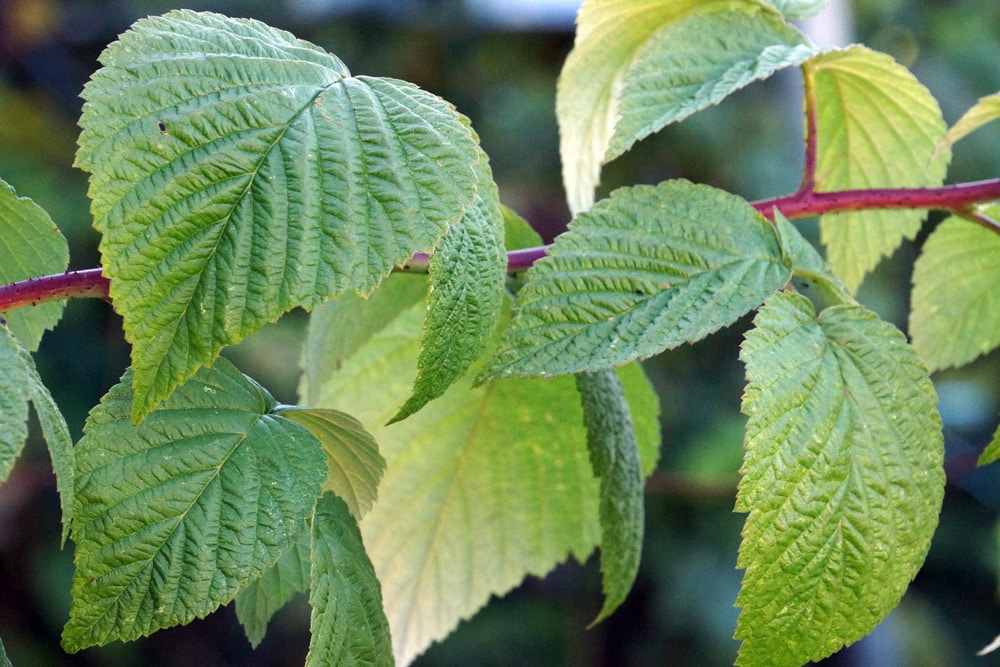 Läuse auf Himbeeren bekämpfen