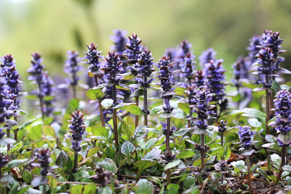 kriechender Günsel - Ajuga reptans