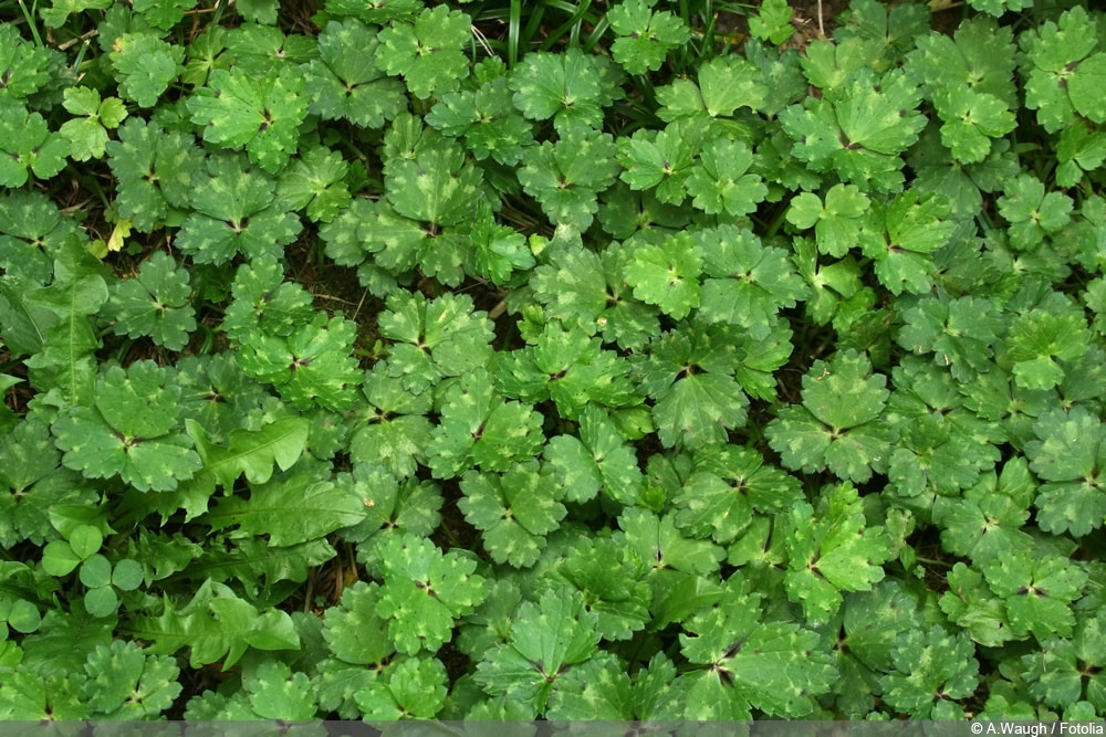 kriechender Hahnenfuss - Ranunculus repens