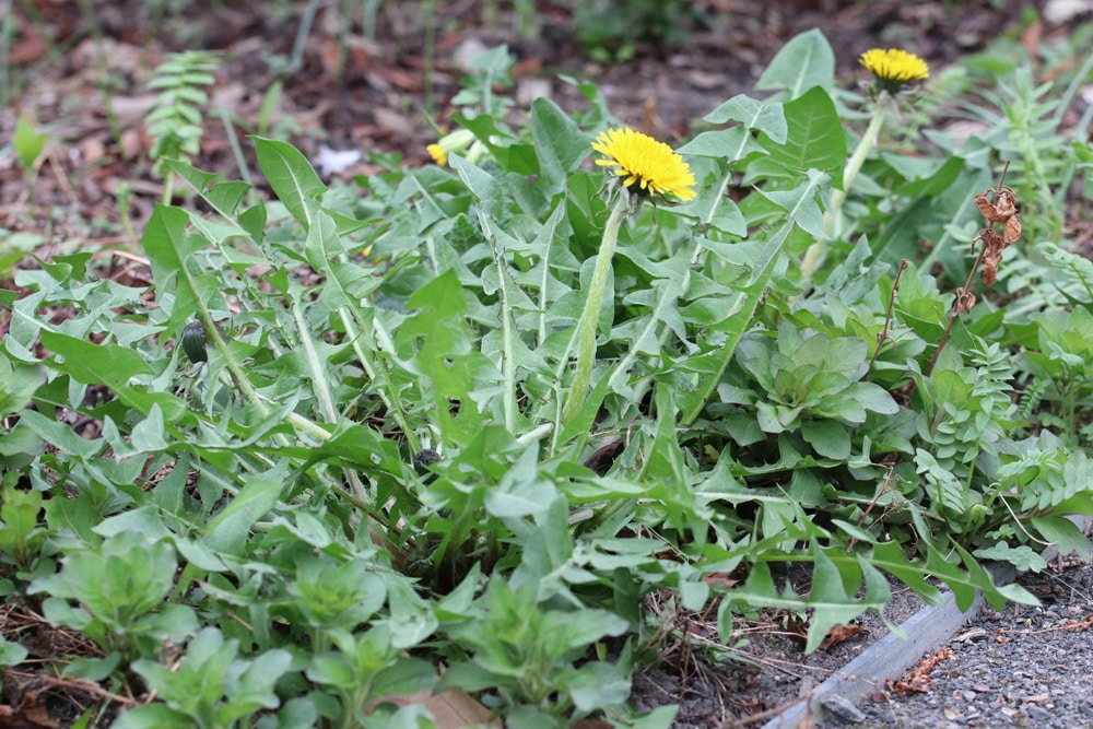 Löwenzahn - Pusteblume - Taraxacum sect. Ruderalia