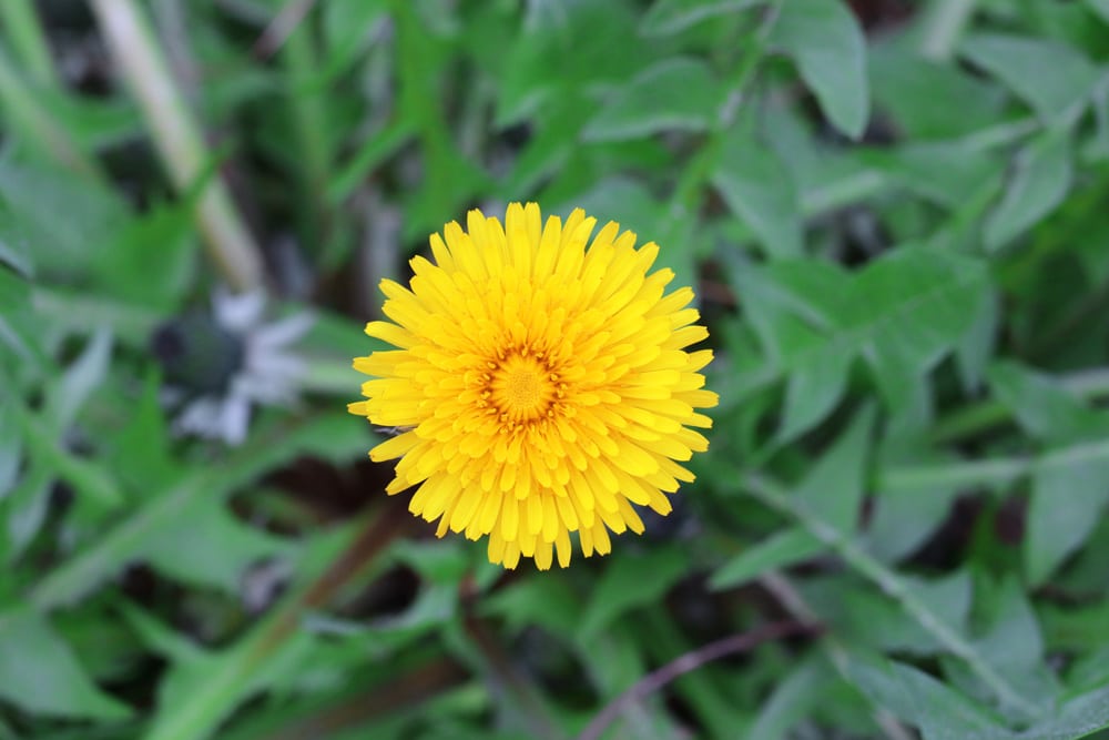 Löwenzahn - Pusteblume - Taracaxum sect. Ruderalia