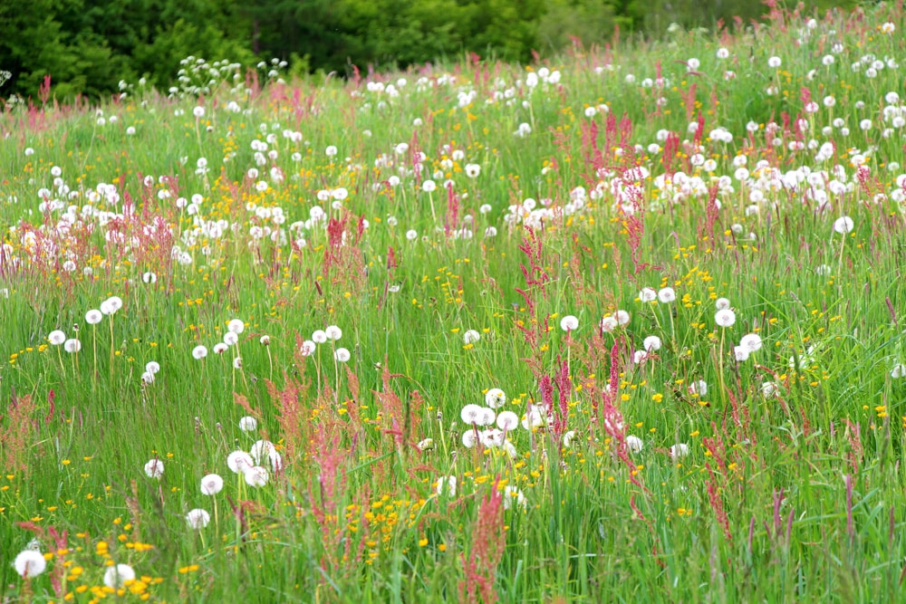 Löwenzahn - Pusteblume - Taracaxum sect. Ruderalia