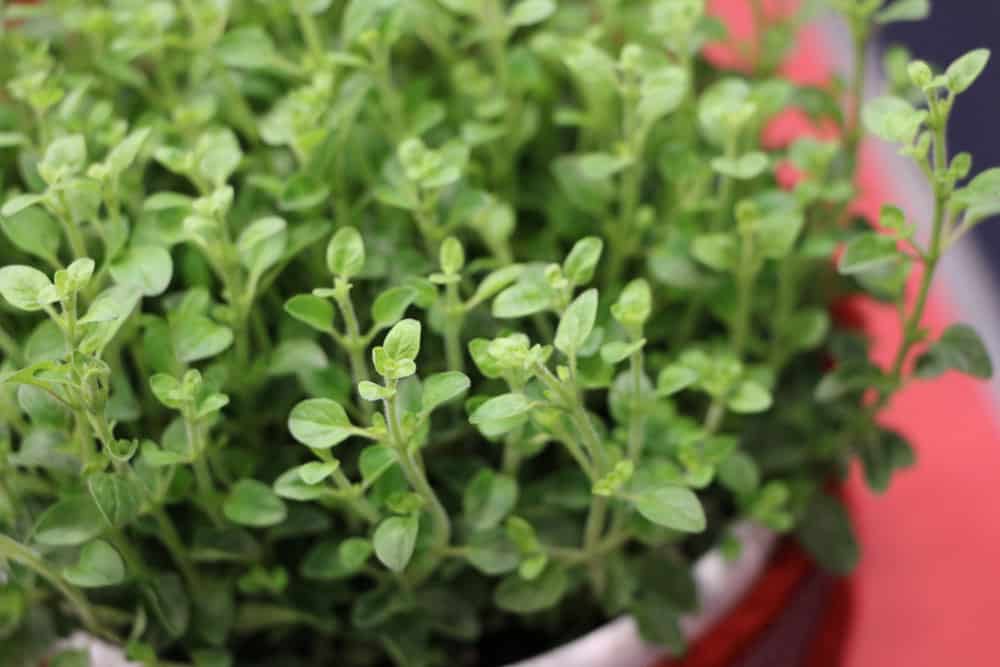 Oregano gegen Läuse an Johannisbeeren