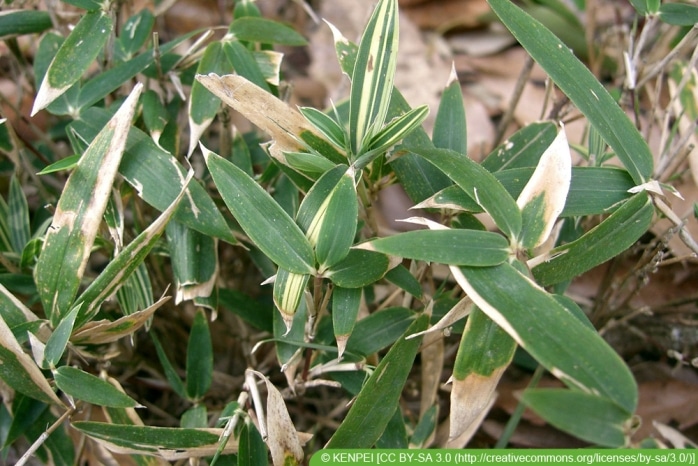 Pleioblastus fortunei