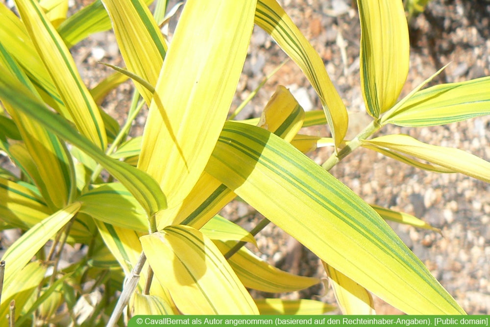 Zwergbambus - Pleioblastus viridistriatus