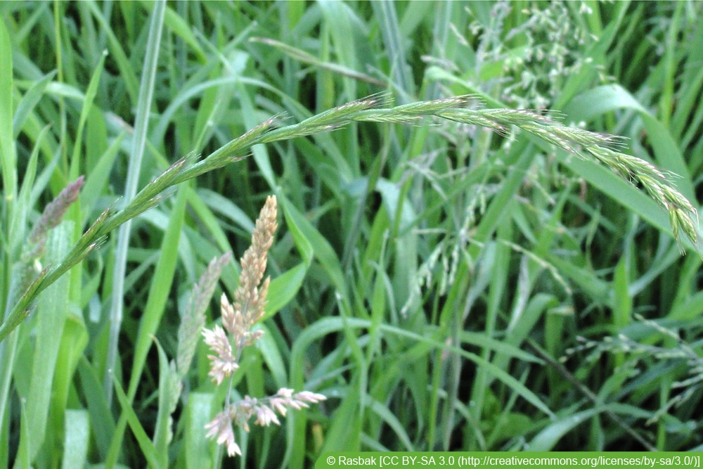 Quecke - Elymus repens