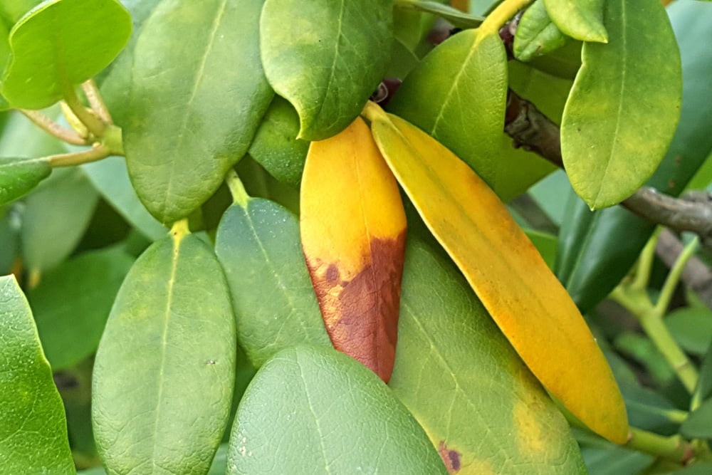 Rhododendron vertrocknet