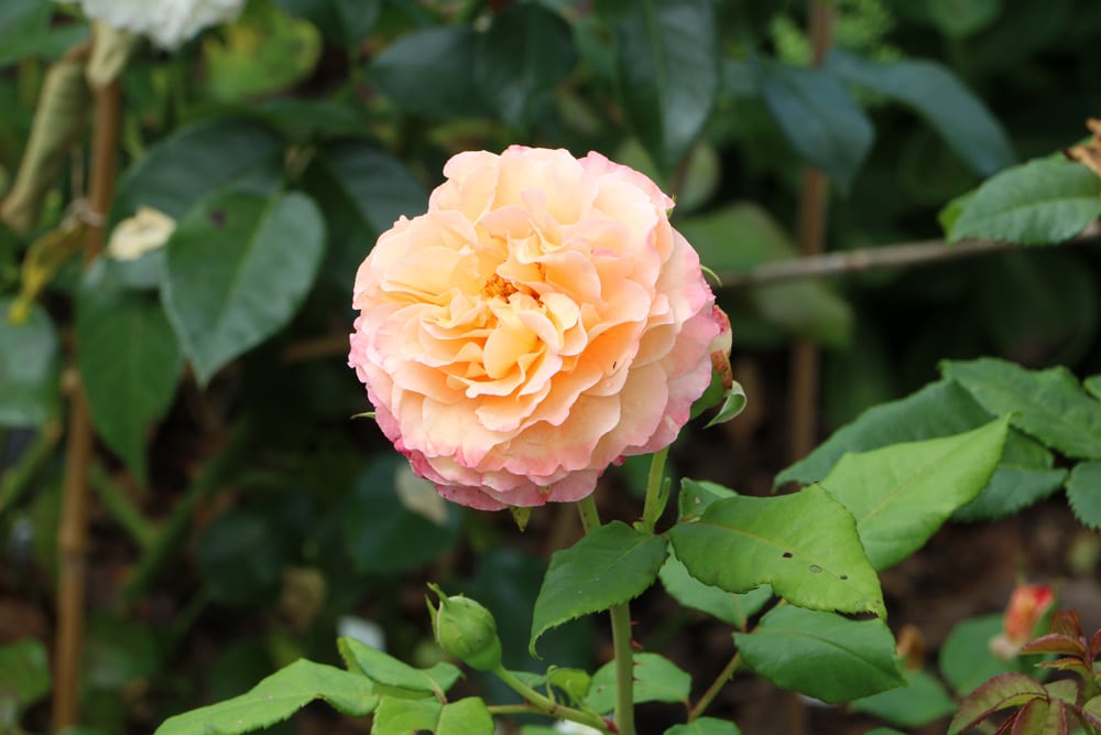 Rosenerde Erde für Rosen selber mischen Zusammensetzung