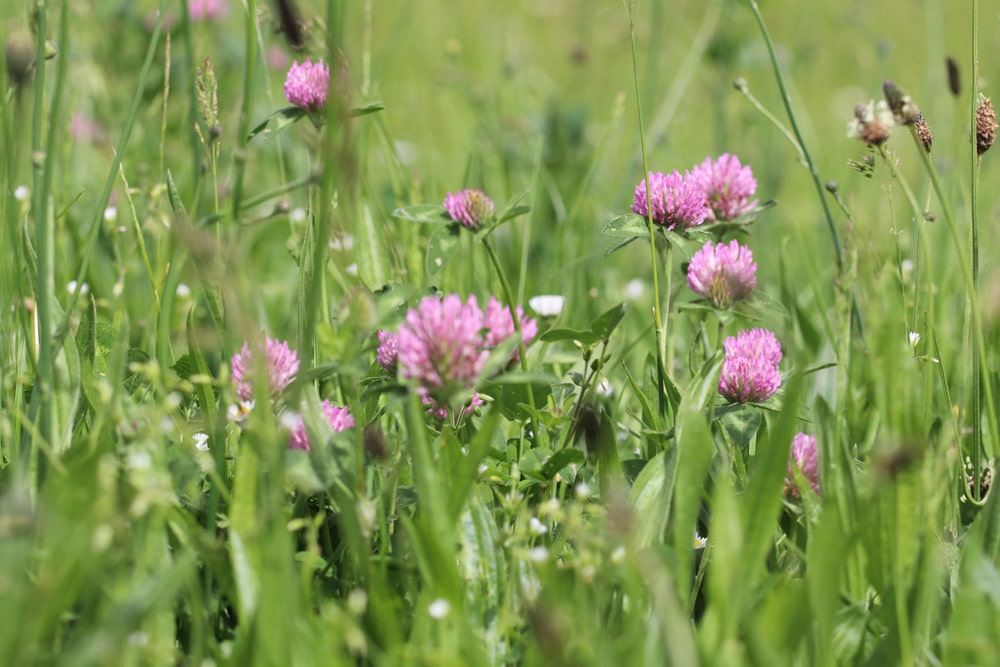 rotklee - Trifolium pratense