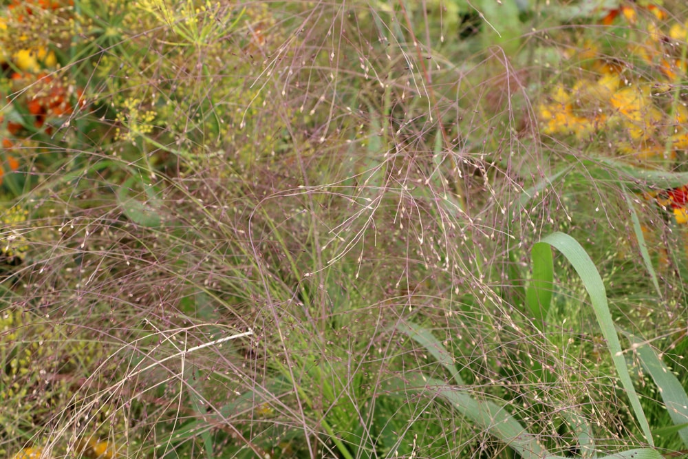 Rutenhirse - Panicum virgatum