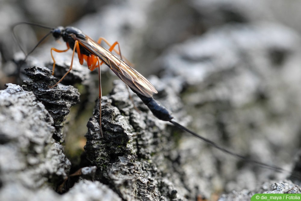 Schlupfwespe gegen Motten