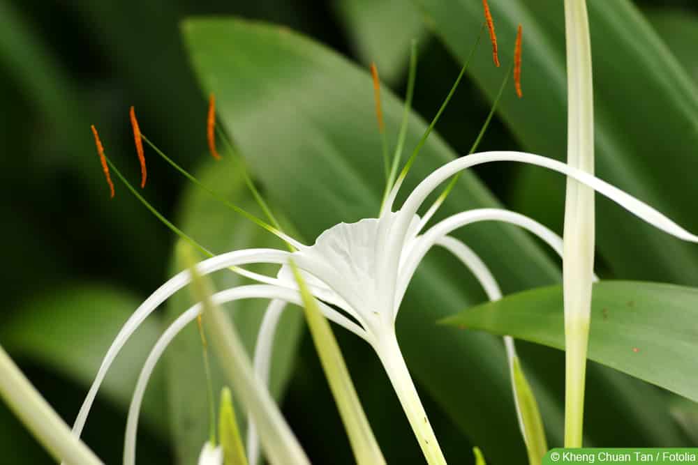 Schönhäutchen - Hymenocallis