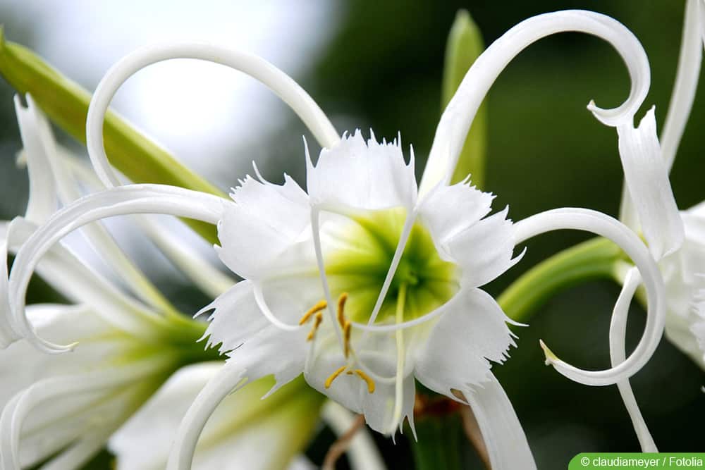 Schönhäutchen - Hymenocallis