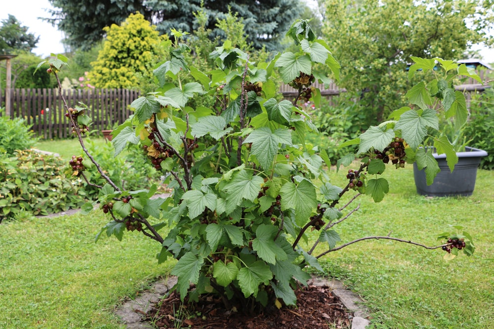 Schwarzejohannisbeeren (Ribes nigrum) vor Blattläusen schützen