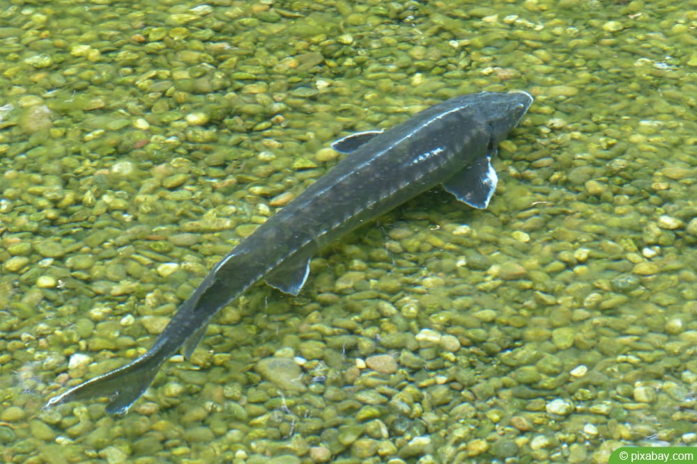 Stör (Sterlet) im Gartenteich