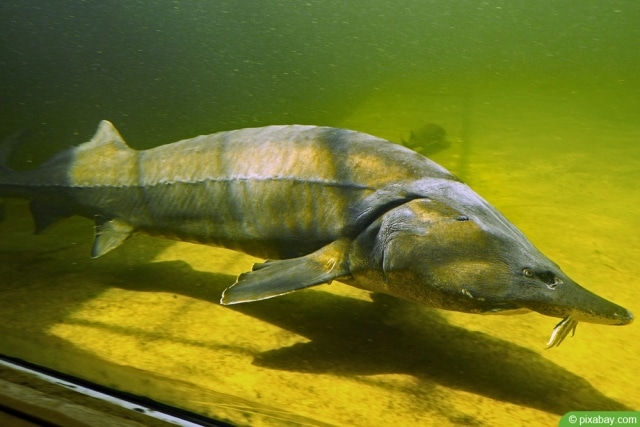 Stör im Gartenteich | 10 Tipps zur Haltung im Teich - Hausgarten.net