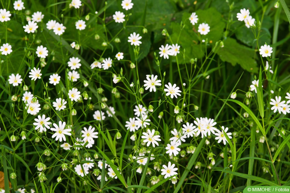 Vogelmiere - Stellaria media