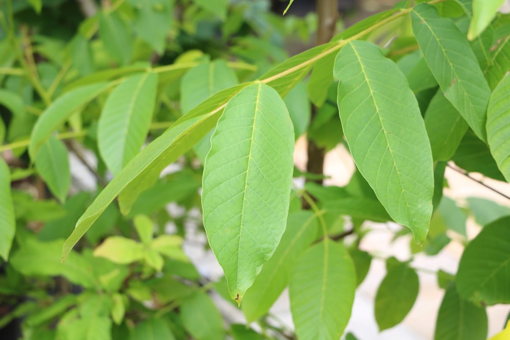 Walnuss - Juglans regia