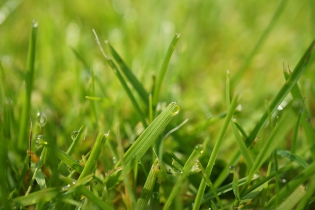 Welchen Rasendünger im Frühjahr verwenden? 9 Tipps für den Frühling