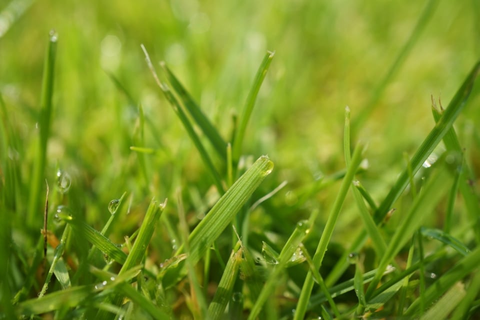 Welchen Rasendünger im Frühjahr verwenden? 9 Tipps für den Frühling