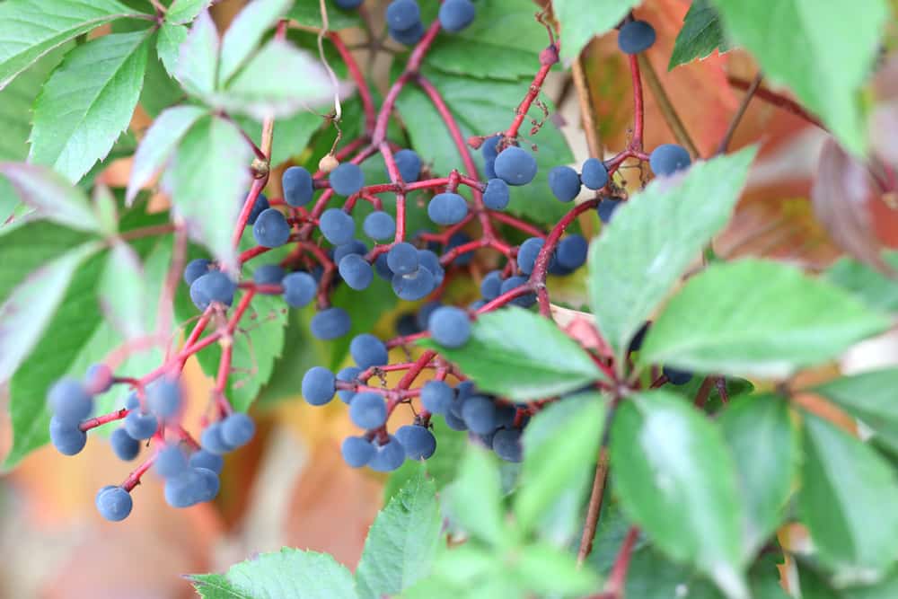 Wie schnell wchst Wilder Wein? | Infos zum Wachstum - Hausgarten.net
