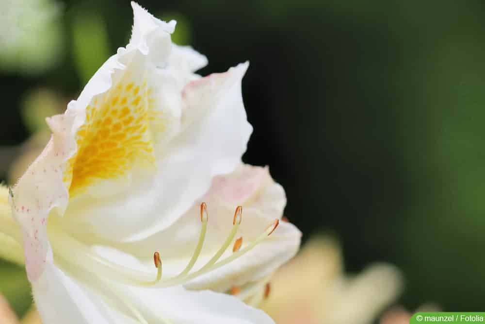 Zimmerazalee - Rhododendron simsii